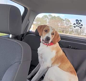 Photo of Scooter