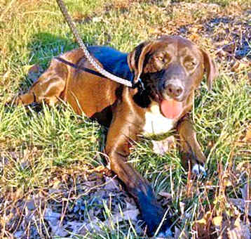 Photo of Jasmine Adoption Pending