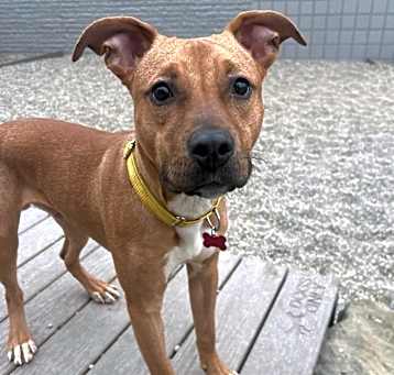 Photo of Chop