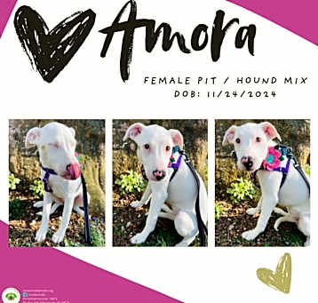 Photo of Amora