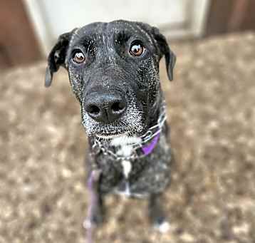 Photo of Atlas