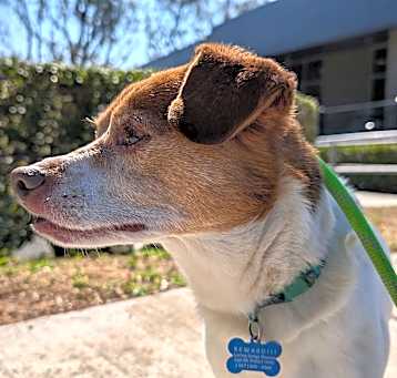 Photo of Seth, Jack Russell Beagle