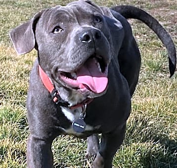 Photo of Dozer 