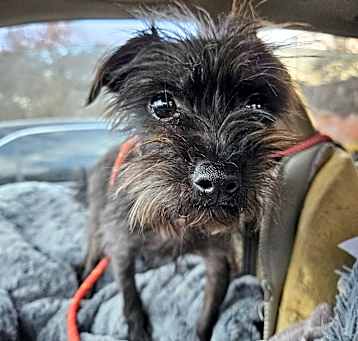 Photo of Ms. Scruffy
