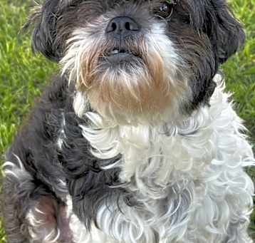 Photo of Neela