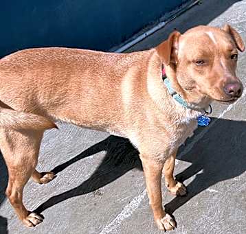 Photo of Canelo