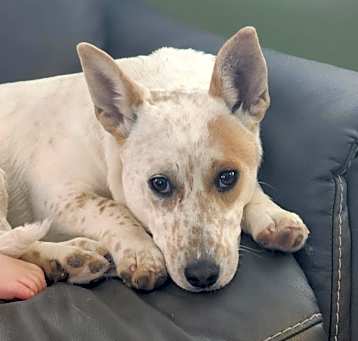 Photo of Coco