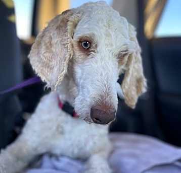 Photo of River (In Foster)