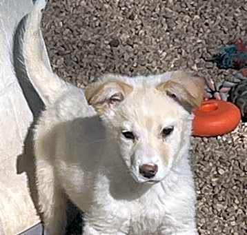 Photo of Blitz