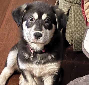 Photo of Mocha