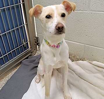 Photo of Nala Biscuit