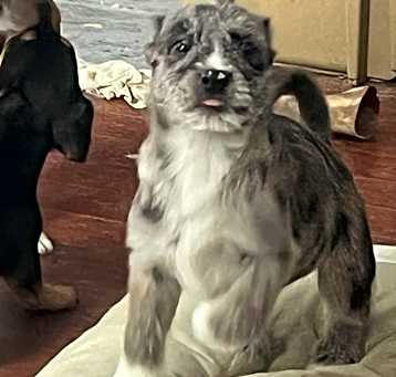 Photo of Ziva