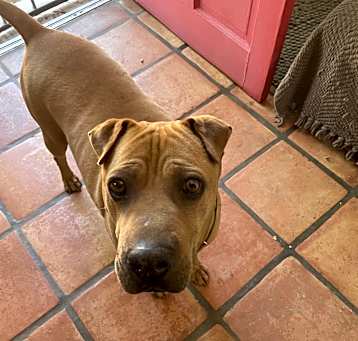Photo of Cooper