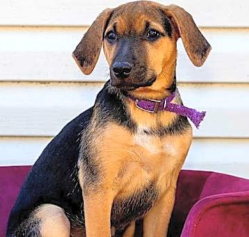 Photo of PUPPY LUCINDA