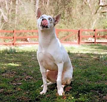 Photo of Bruno
