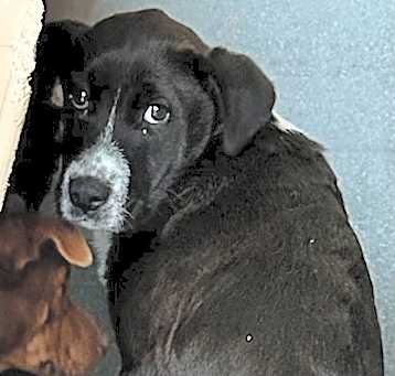 Photo of Louie