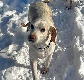 Photo of Honey