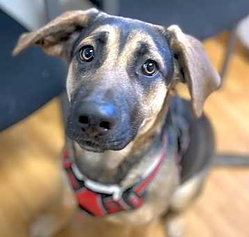 Photo of Stella