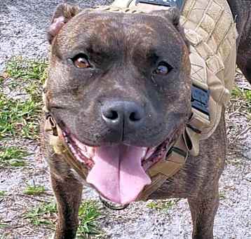 Photo of Shadow