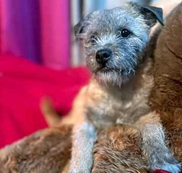 Photo of Fifi