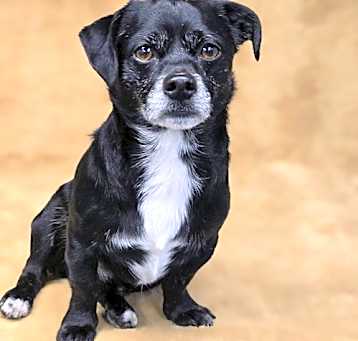 Photo of Poncho