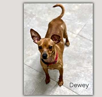 Photo of Dewey