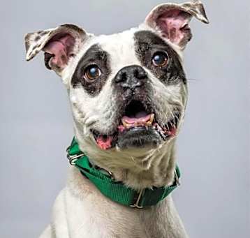 Photo of Sheeba