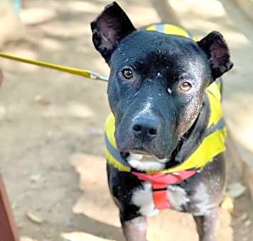 Photo of BRUISER