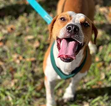 Photo of Ginger