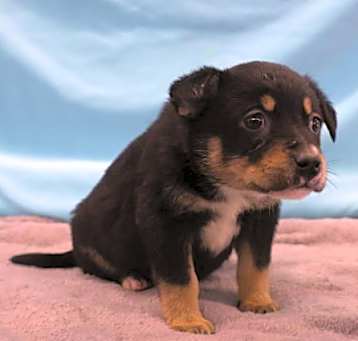 Photo of Lilly