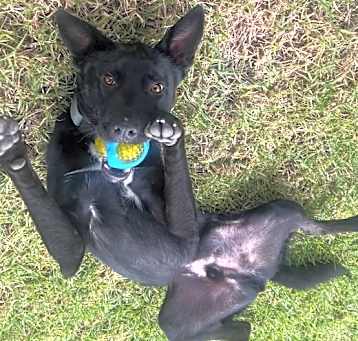Photo of Loki