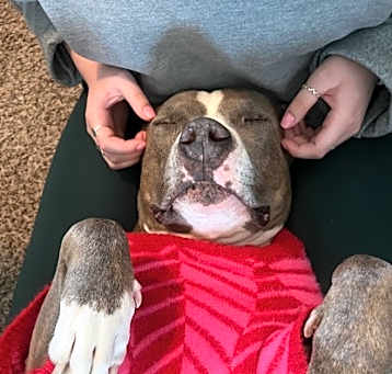 Photo of Belle (in foster)
