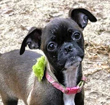 Photo of June Bug