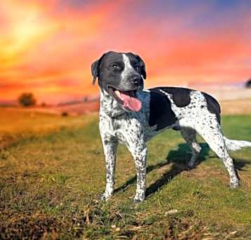 Photo of Roscoe