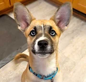 Photo of Stymie