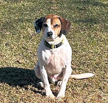 Photo of Dixon