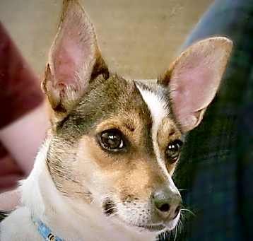 Photo of Missy (TX)