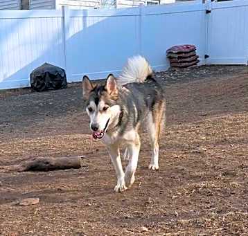 Photo of Koda
