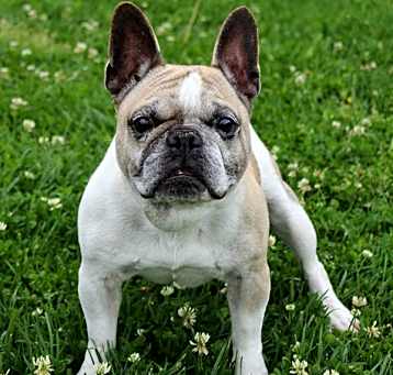Photo of Koa