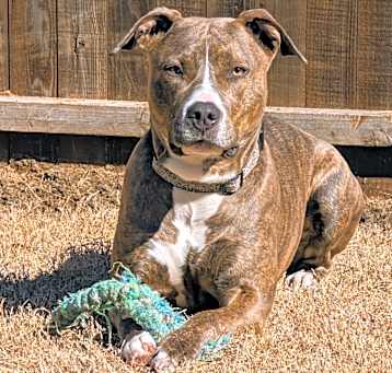 Photo of Koda