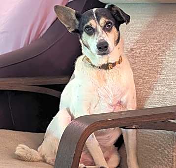 Photo of Chi chi