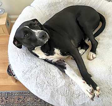 Photo of Hecate (aka Hex)