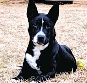 Photo of Lucky