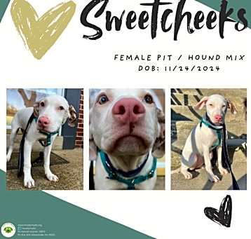 Photo of Sweetcheeks