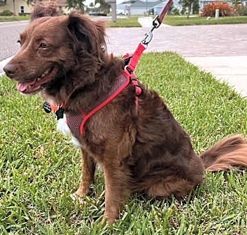 Photo of Brandy