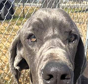 Photo of Moose