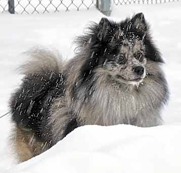 Photo of Jasper