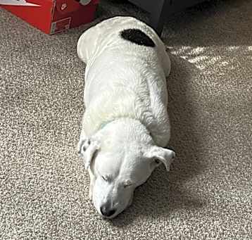 Photo of Spot