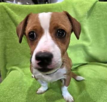 Photo of Rusty