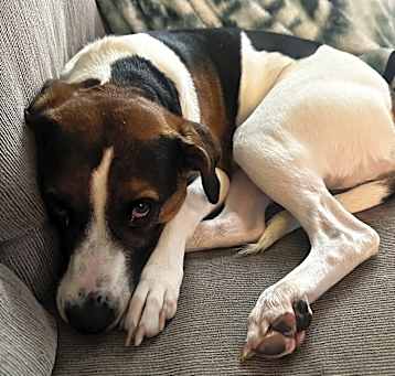 Photo of Rosie